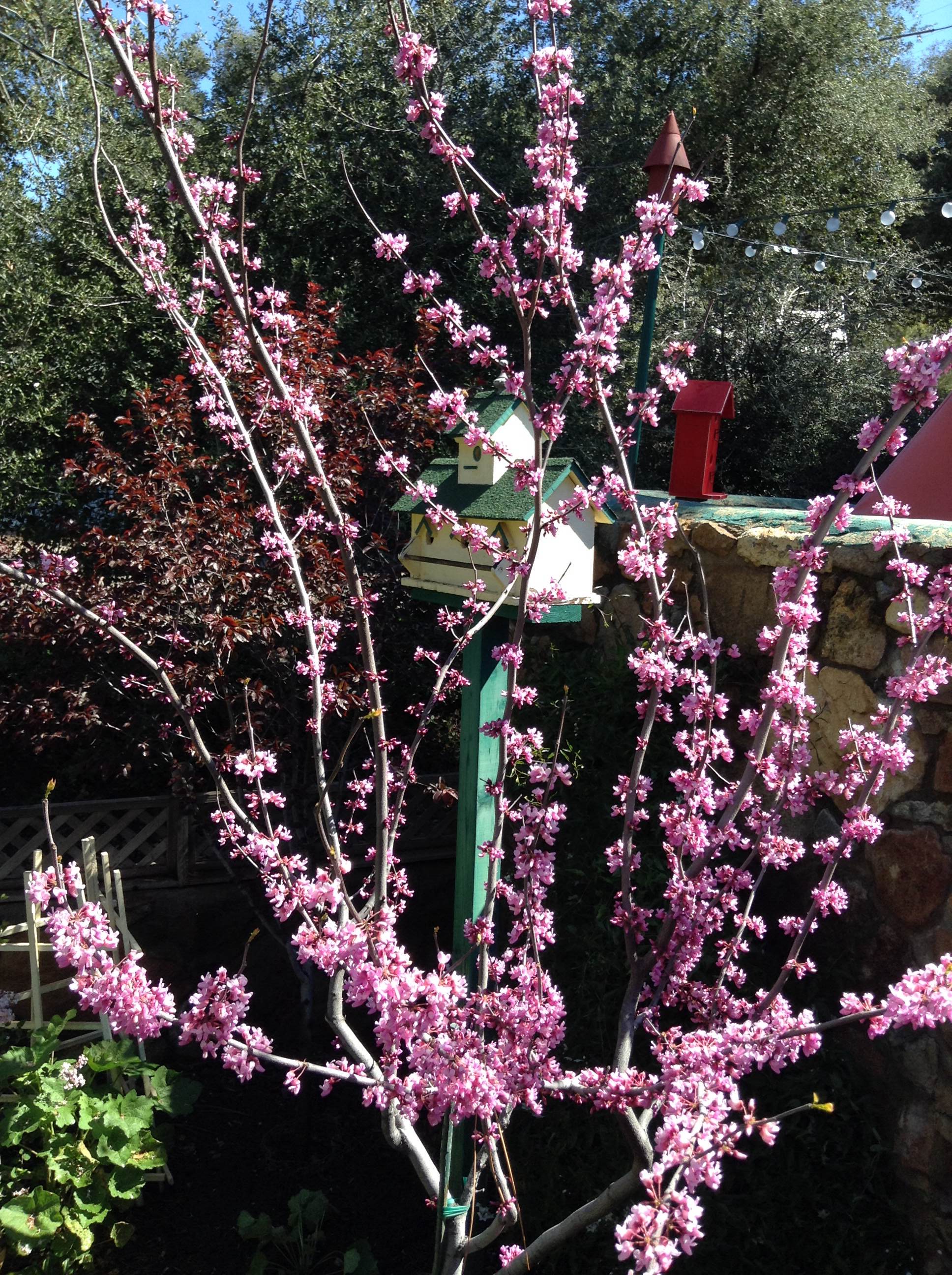 Pink flowering branches beside a decorative birdhouse and stone wall in soft garden light